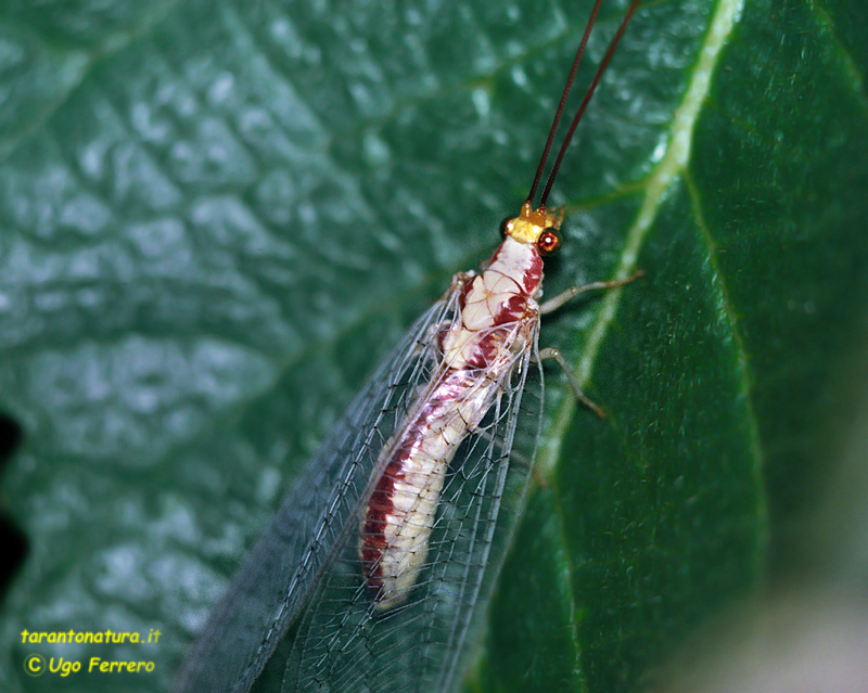 Italochrysa italica e Chrysoperla sp.